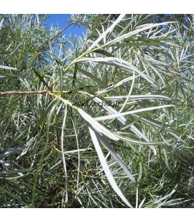 SALIX rosmarinifolia / SAULE A FEUILLE DE ROMARIN