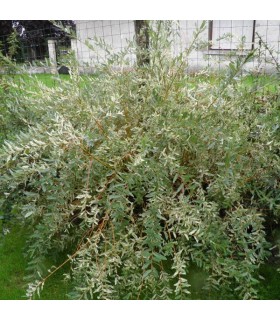 SALIX int. Hakuro nishiki / SAULE HAKURO NISHIKI