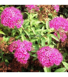 SPIRAEA japonica Anthony Waterer / SPIREE ANTHONY WATERER