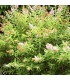 SPIRAEA billardii / SPIREE BILLARDI