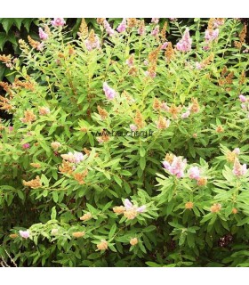 SPIRAEA billardii / SPIREE BILLARDI