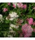 SPIRAEA japonica Genpei / SPIREE GENPEI