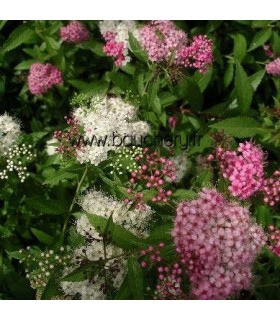 SPIRAEA japonica Genpei / SPIREE GENPEI