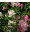 Spiraea Japonica Genpei / Spirée Genpei