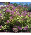 Spiraea Japonica Goldflame / Spirée Gold Flame