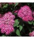 SPIRAEA japonica Little Princess / SPIREE LITTLE PRINCESS