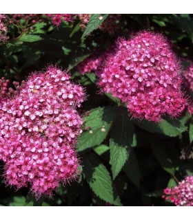 SPIRAEA japonica Little Princess / SPIREE LITTLE PRINCESS