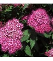 Spiraea Japonica Little Princess / Spirée Little Princess