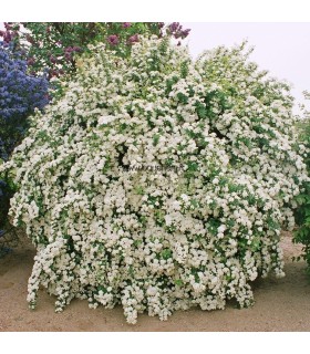 SPIRAEA vanhouttei / SPIREE VAN HOUTTE