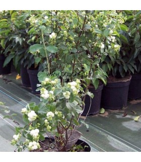 SYMPHORICARPOS doorenbosii White Hedge / SYMPHORINE WHITE HEDGE