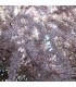 TAMARIX tetrandra / TAMARIS DE PRINTEMPS