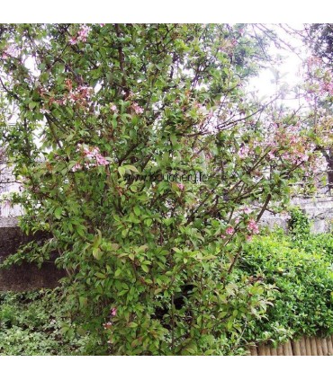 VIBURNUM bod. DAWN / VIORNE BODNANTENSE DAWN