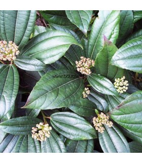 VIBURNUM davidii / VIORNE DAVIDII