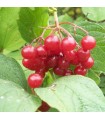 Viburnum Opulus / Viorne Obier