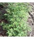 VITEX agnus-castus / VITEX