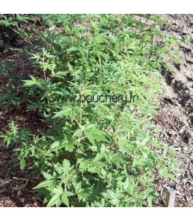 VITEX agnus-castus / VITEX