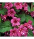WEIGELA Bristol Ruby