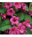 Weigela Bristol Ruby