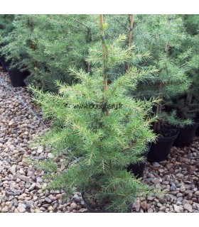 CEDRUS libani / CEDRE DU LIBAN