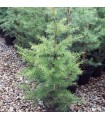 Cedrus Libani / Cèdre Du Liban