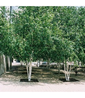 BETULA utilis / BOULEAU UTILIS