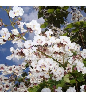 CATALPA bignonioides / CATALPA COMMUN