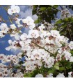 Catalpa Bignonioides / Catalpa Commun