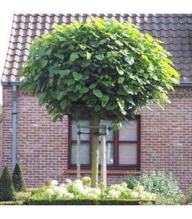CATALPA bignonioides Nana / CATALPA BOULE