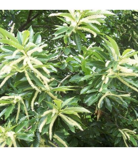 CASTANEA sativa / CHATAIGNIER COMMUN