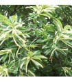 Castanea Sativa / Chataignier Commun