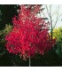 ACER rubrum / ERABLE ROUGE D'AMERIQUE
