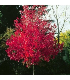 ACER rubrum / ERABLE ROUGE D'AMERIQUE