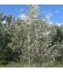 POPULUS alba Nivea / PEUPLIER BLANC