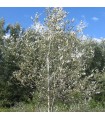 Populus Alba Nivea / Peuplier Blanc