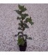 QUERCUS ilex / CHENE VERT