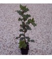 Quercus Ilex Origine Forestière / Chene Vert