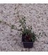 COTONEASTER dammeri Major