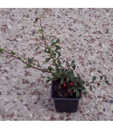 COTONEASTER dammeri Major