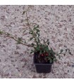 Cotoneaster Dammeri Major