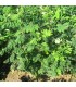 SORBUS domestica / CORMIER