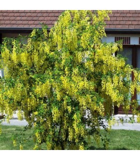 LABURNUM anagyroides / CYTISE