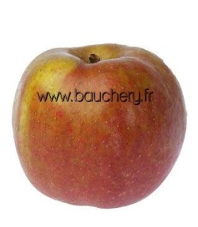 Pommier Belle de Boskoop