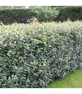 HAIE ELAEAGNUS EBBINGEI  Kit de 25 mètres