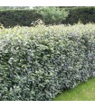Haie Elaeagnus Ebbingei Kit 10M Ou 25M