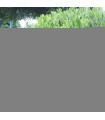Haie Laurier Du Caucase Kit de 10M Ou 25M