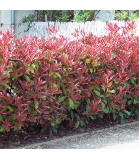 HAIE PHOTINIA  Kit de 10 mètres