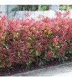 Haie Photinia Kit de 10M Ou 25M