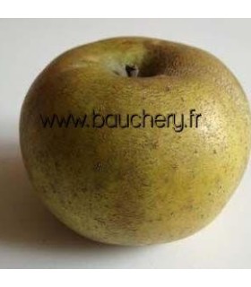 Pommier Reinette Clochard