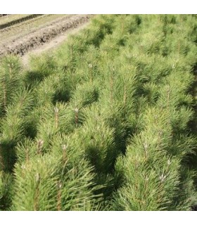 PINUS laricio calabrica / PIN LARICIO DE CALABRE