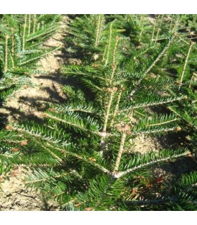 ABIES alba / SAPIN PECTINE